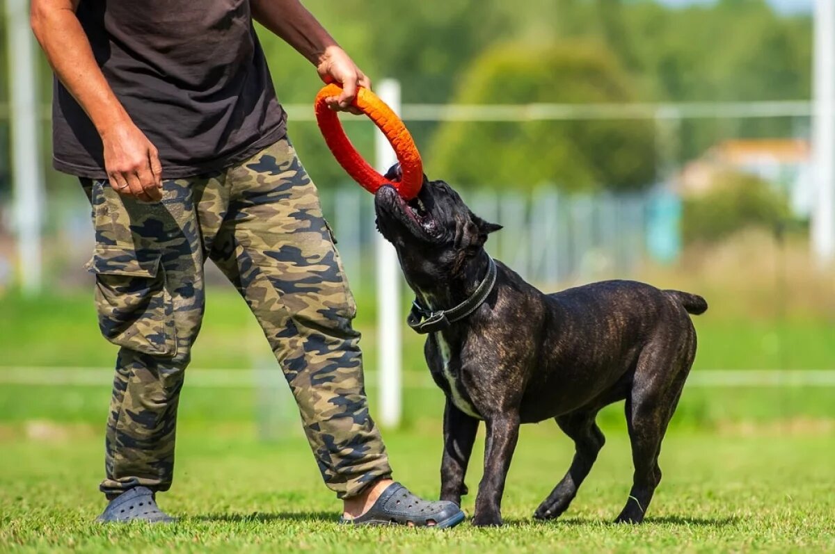    От жизни собачьей.