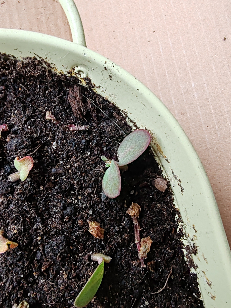 Есть жизнь на Марсе!