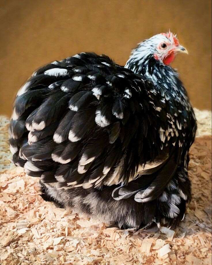 Это не та барышня. Просто очень красивая. Порода - карликовый кохинхин 