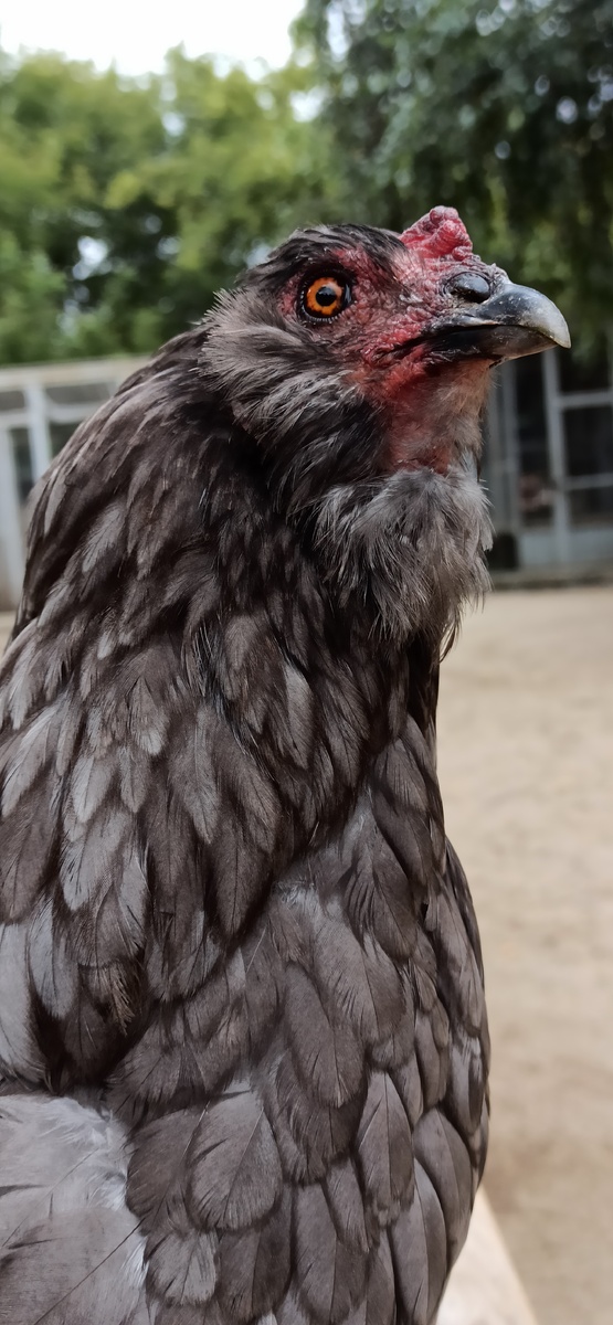 Амераукана - курочка, несущая голубые яйца.