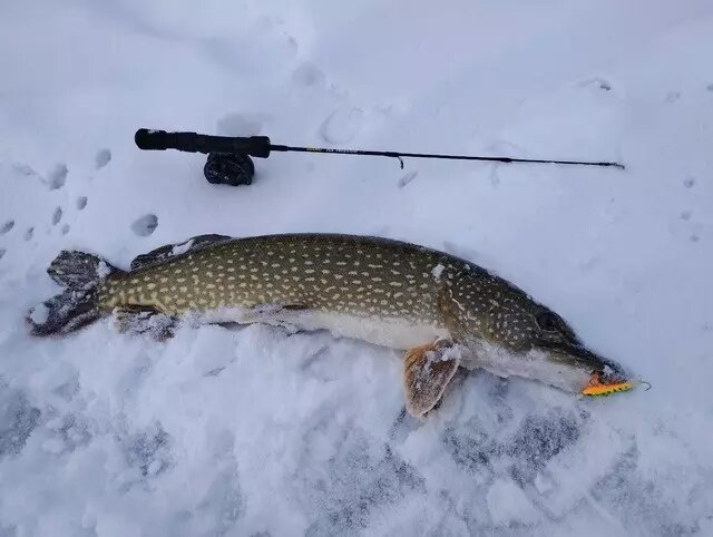     Автор: vk.com/rybalka_v_rostove