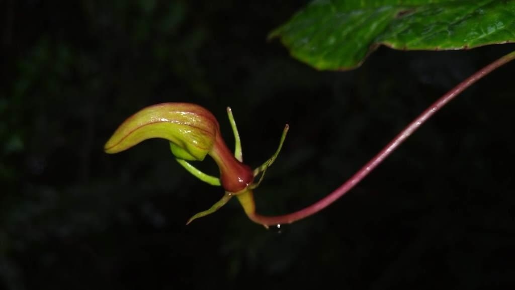 Burmeistera succulenta H.Karst. Фото: https://plantasdecolombia.com/