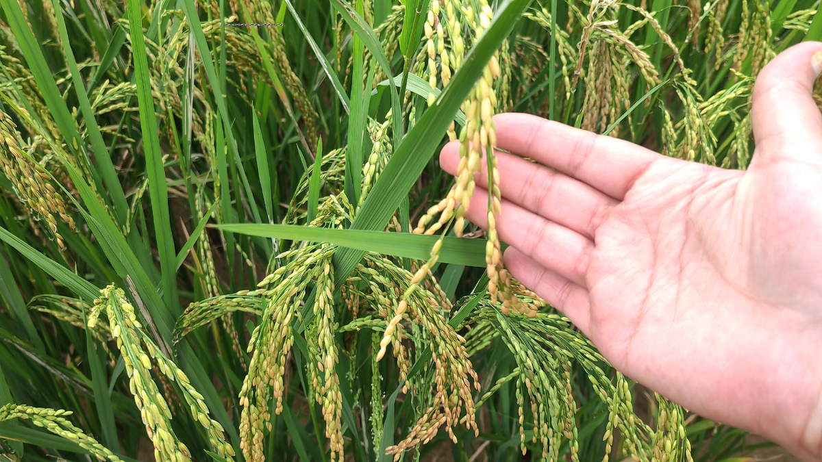 Созревший рис во время уборочного сезона во Вьетнаме