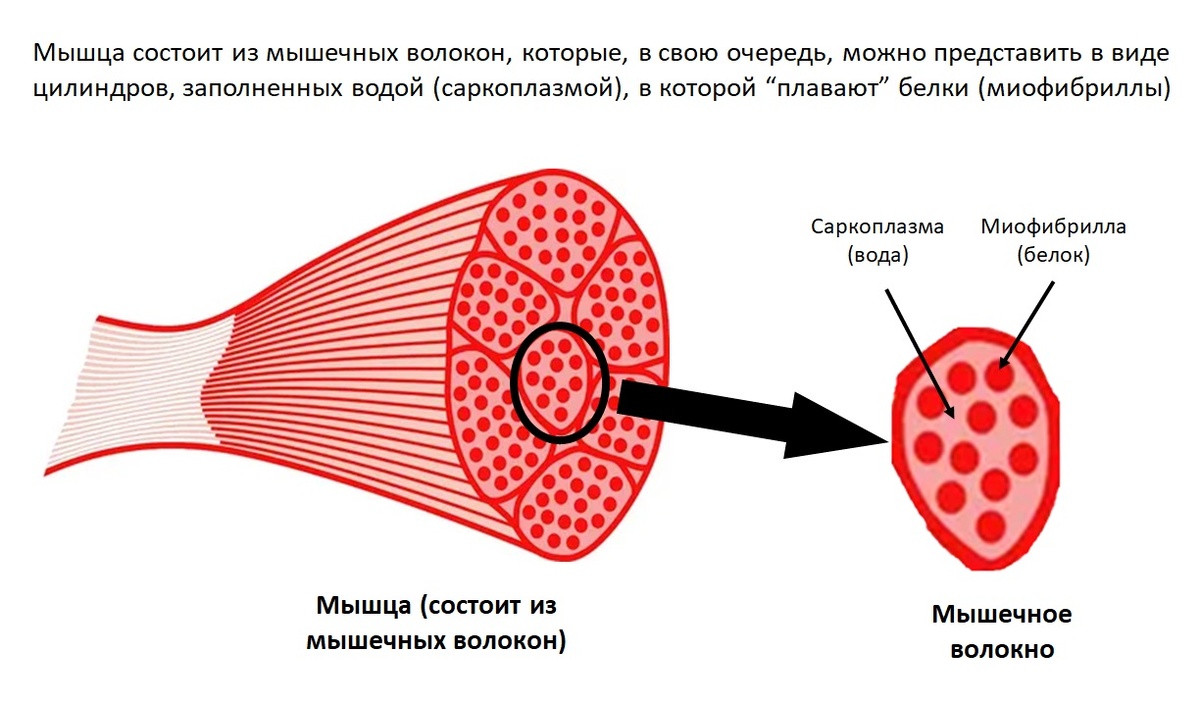 Рисунок 1. Упрощенная структура мышц
