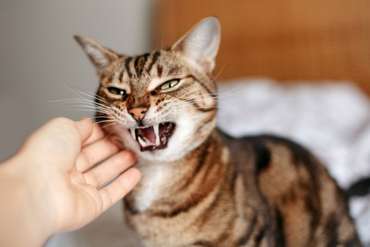 Кот злится, когда его гладишь