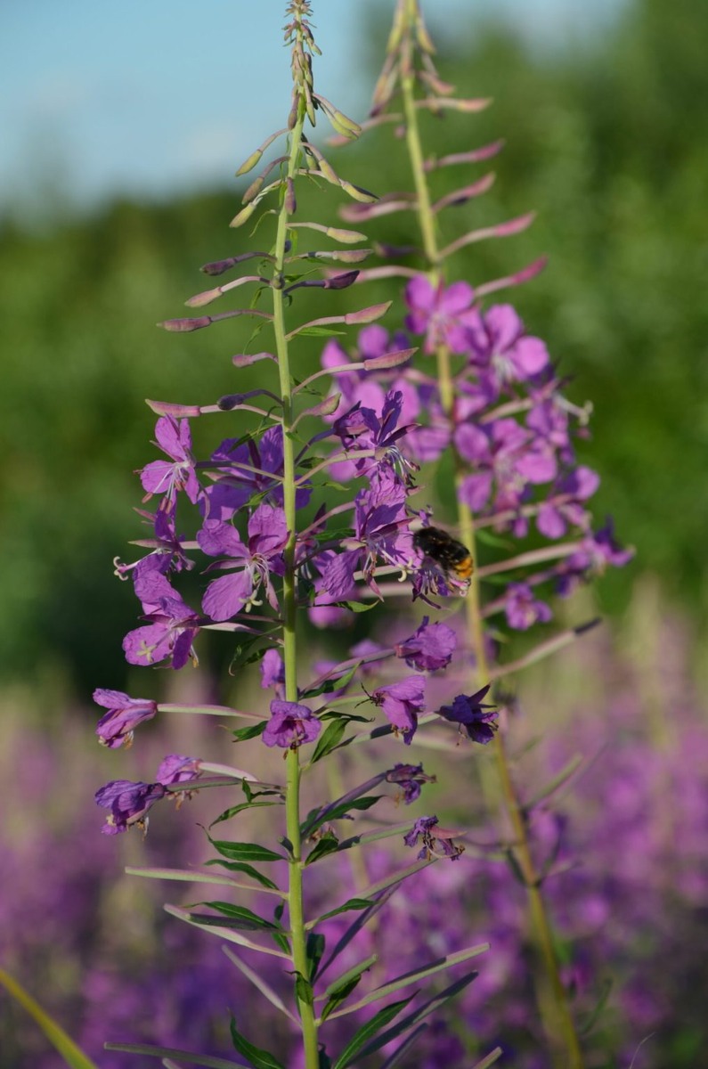 Как правильно заваривать и пить иван-чай