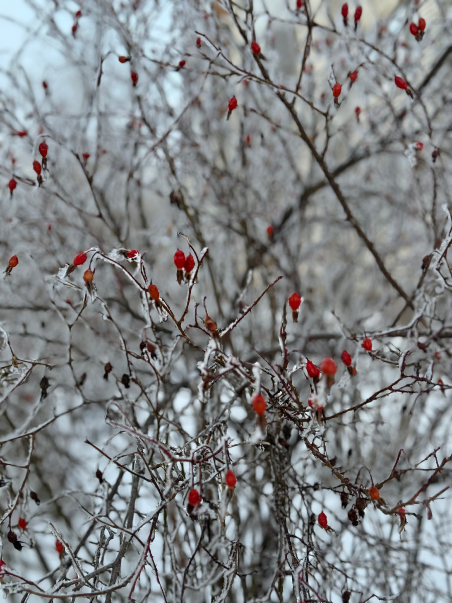 Алые, как кровь, ягода шиповника на ветках с инеем