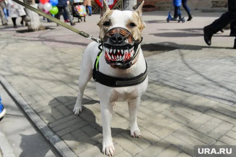 Агрессия собак на улице связана с тем, что защищают свою территорию. Фото: Вадим Ахметов © URA.RU