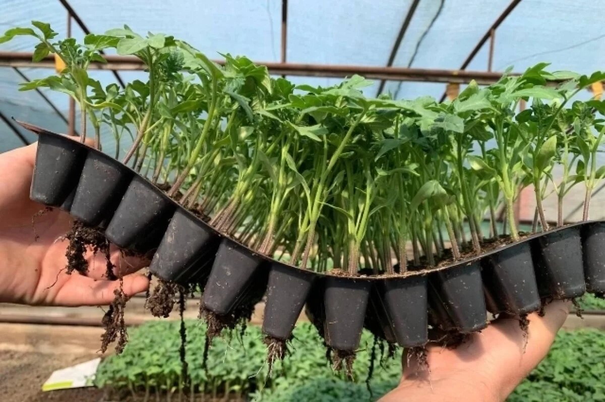    Олег Николаев посетил агролаборатории в детсадах Яльчикского округа