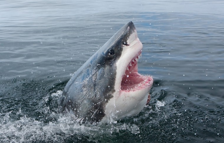    Shutterstock/FOTODOM