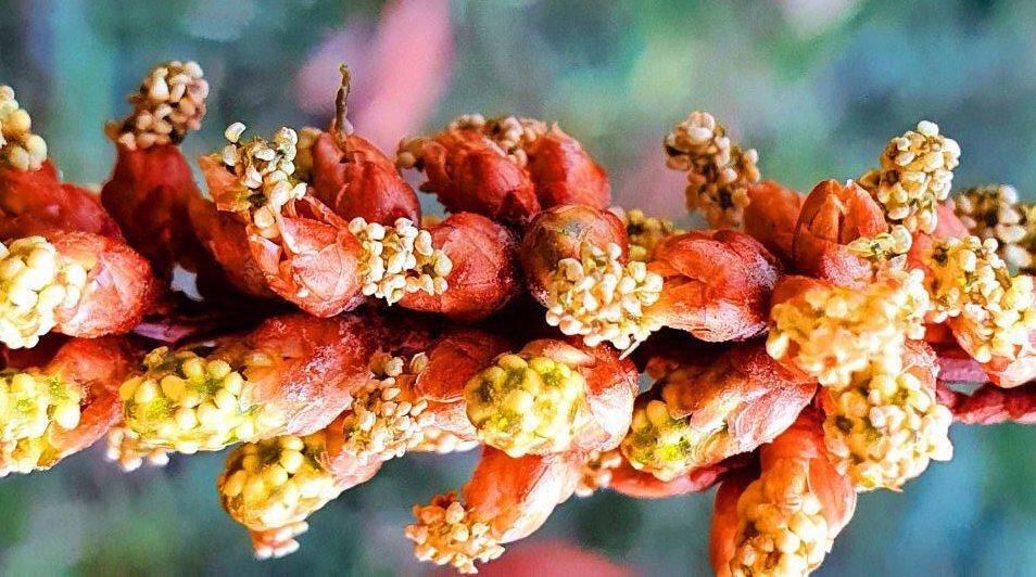    Фото: пресс-служба дендропарка «Южные культуры»