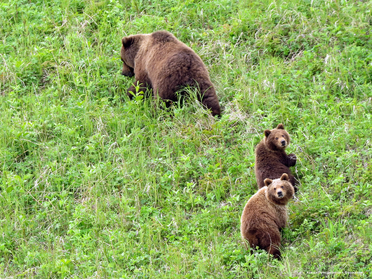 Самые крупные медведи в России живут на северо-востоке.