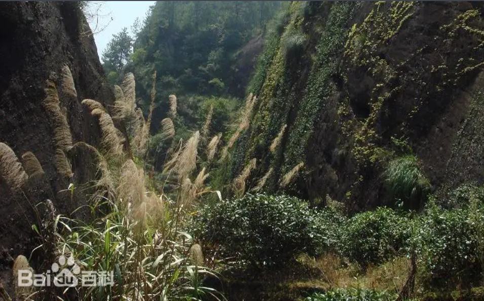 Чайные кусты, произрастающие на утёсах небольшим делянками кустов по 20