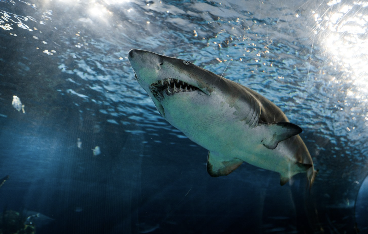 Фото: Marcelo Cidrack / Unsplash