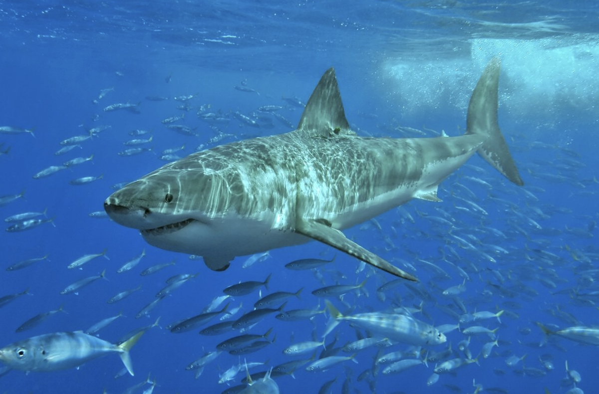 Большая белая акула. Фото: Wikipedia.org