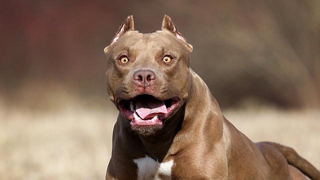 "Она просто понюхает"