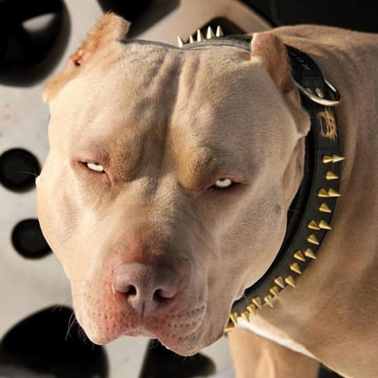 "Ты кого запрещать собрался?"