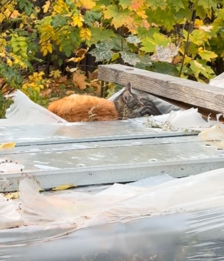 Вот так они лежали и грели друг друга