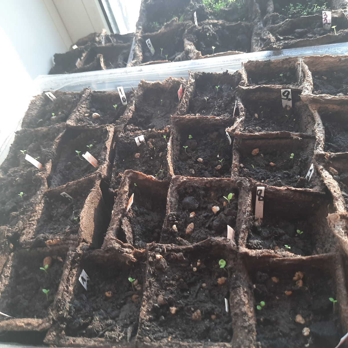 Вот такая мелкота посеяны 14.02