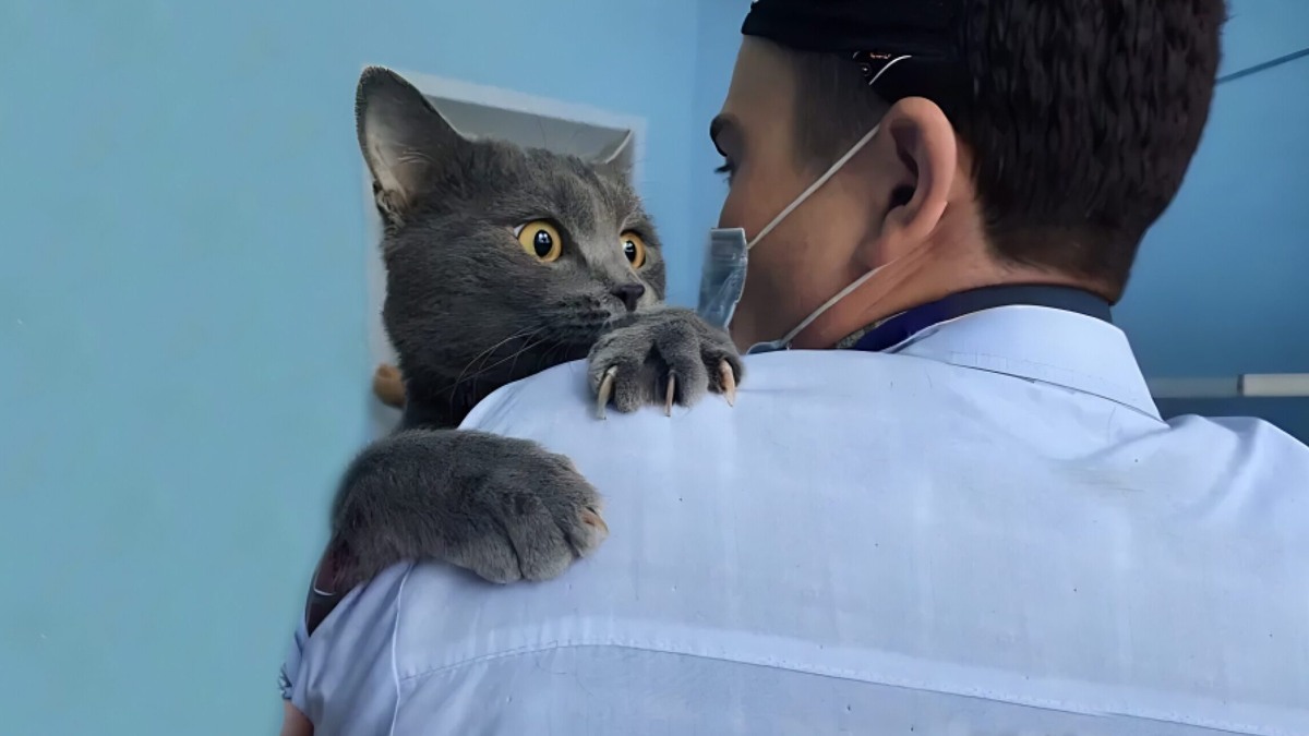    «Кастрировать дорого, а котят убивают»: сотрудница вуза придумала, как спасти животных в родном городе