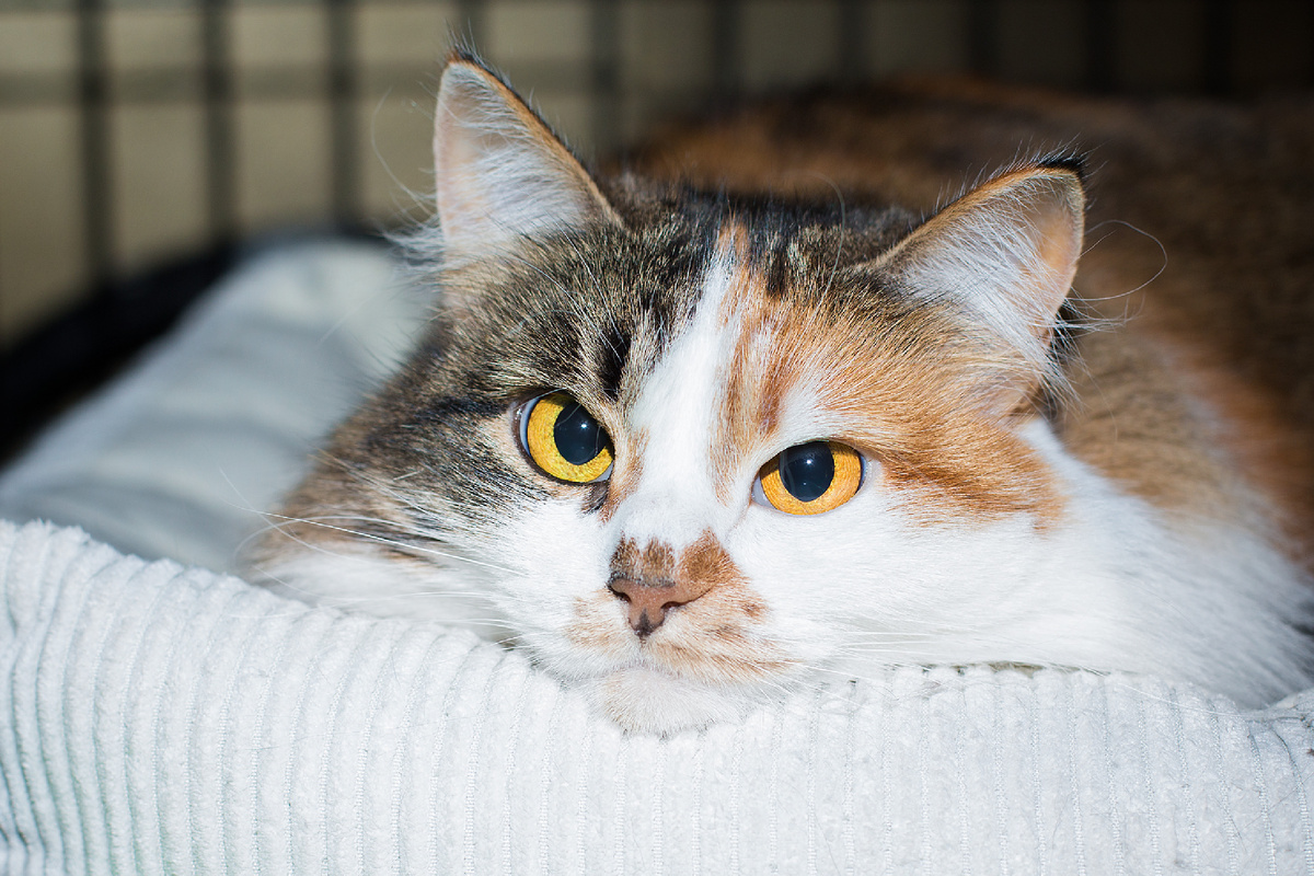 Фото из архивов Зооцентра КиС. Кошка Сабрина в клетке.