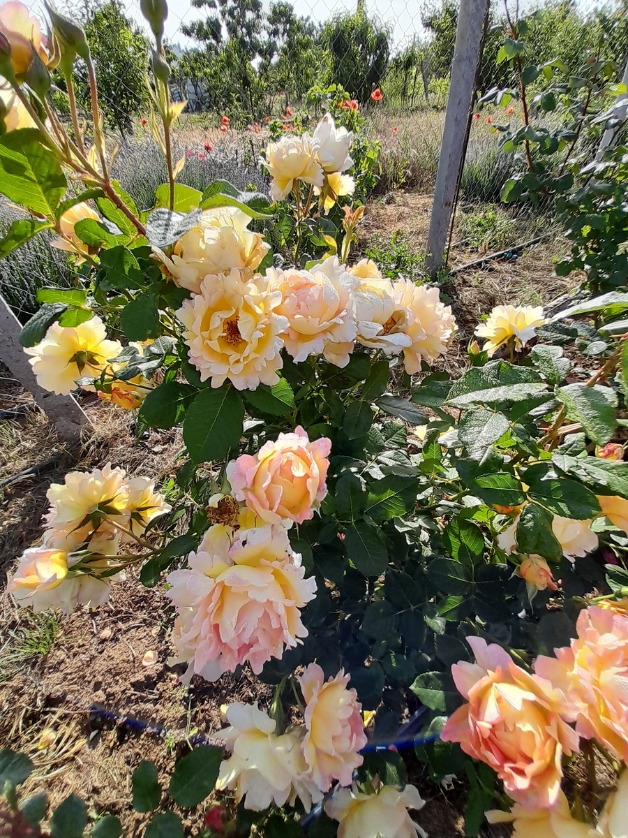 Роз де Цистерсьон