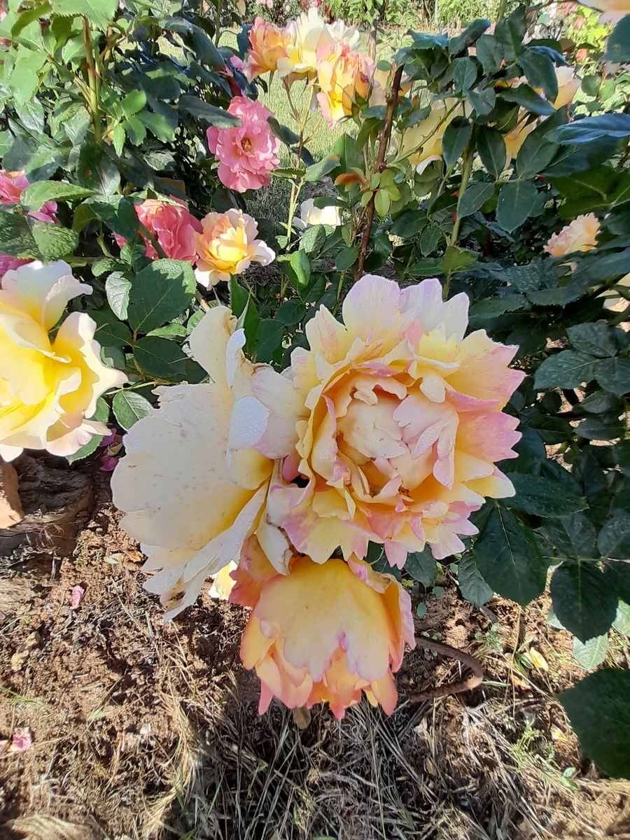 Роз де Цистерсьон, фото Марии