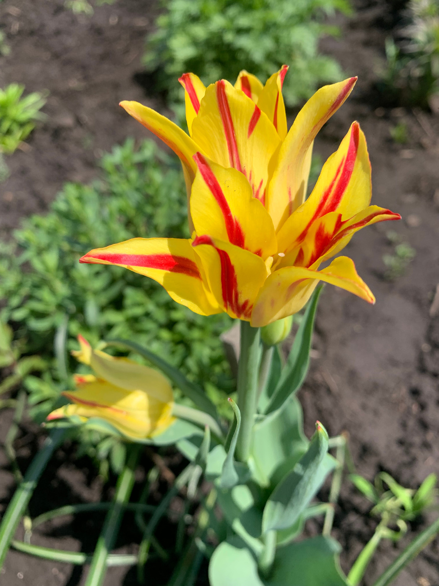 тюльпан, фото автора