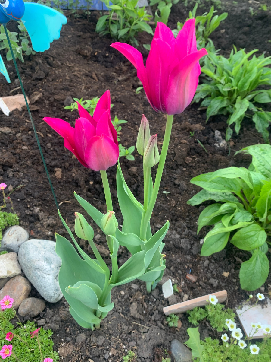 тюльпаны, фото автора