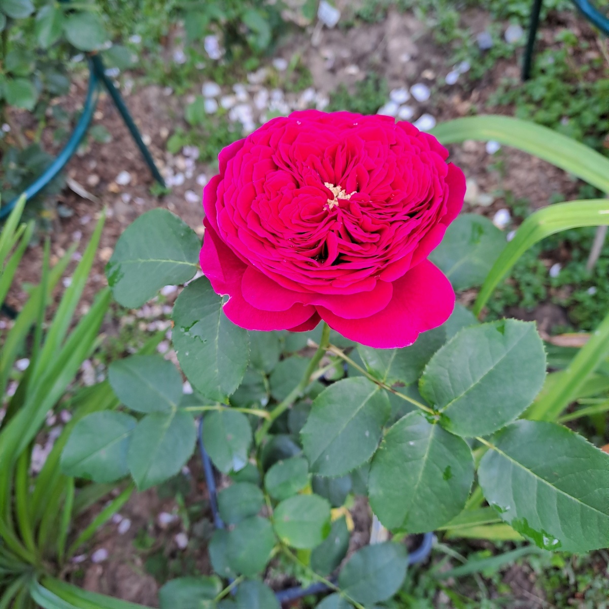 Роза Дарси, фото Галины.