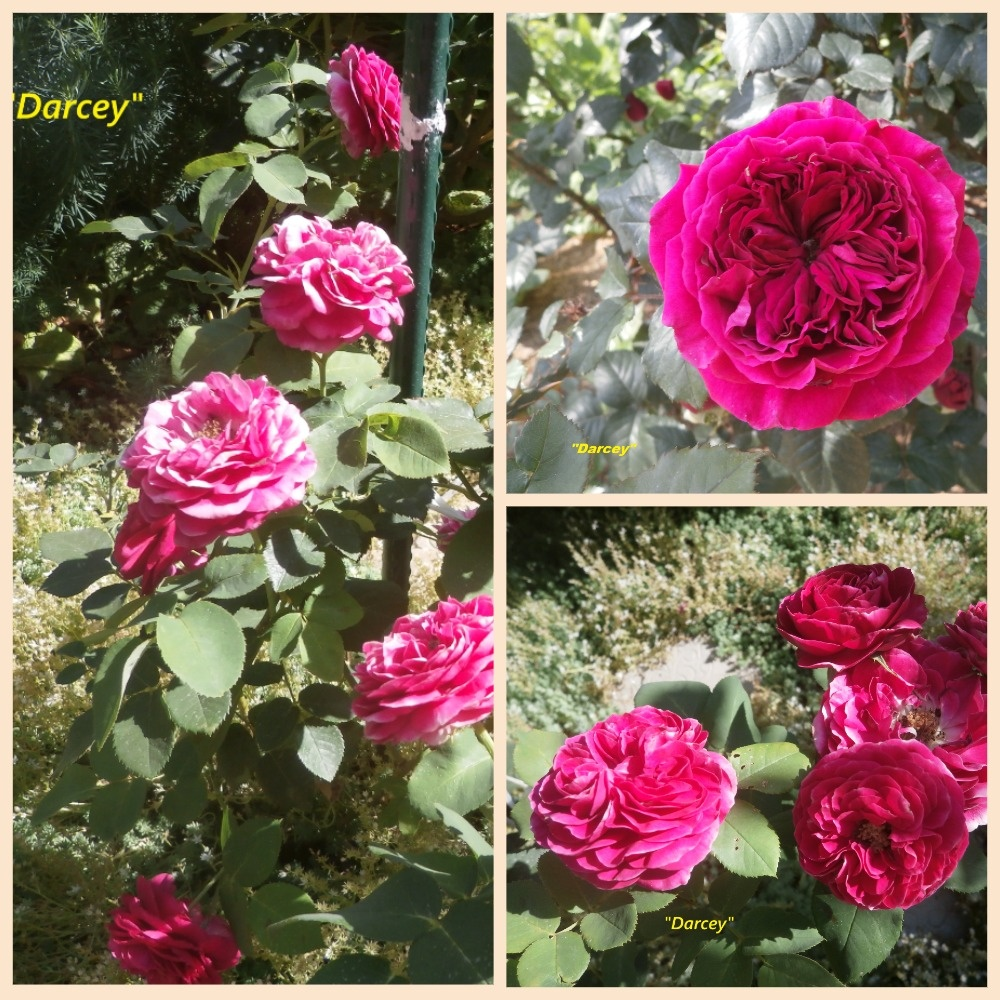 коллаж Милы Филлинг.