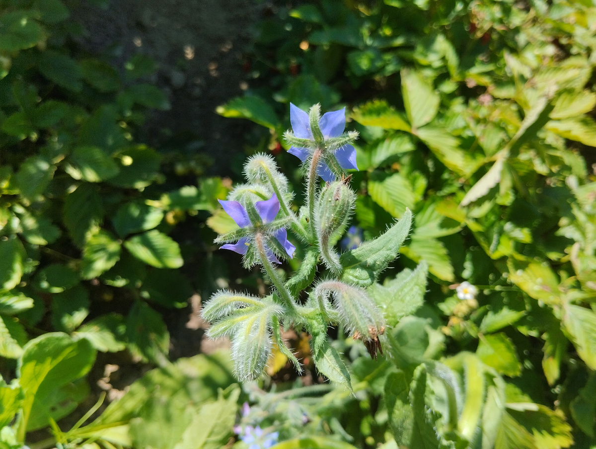 Бораго сорта 'Гном'