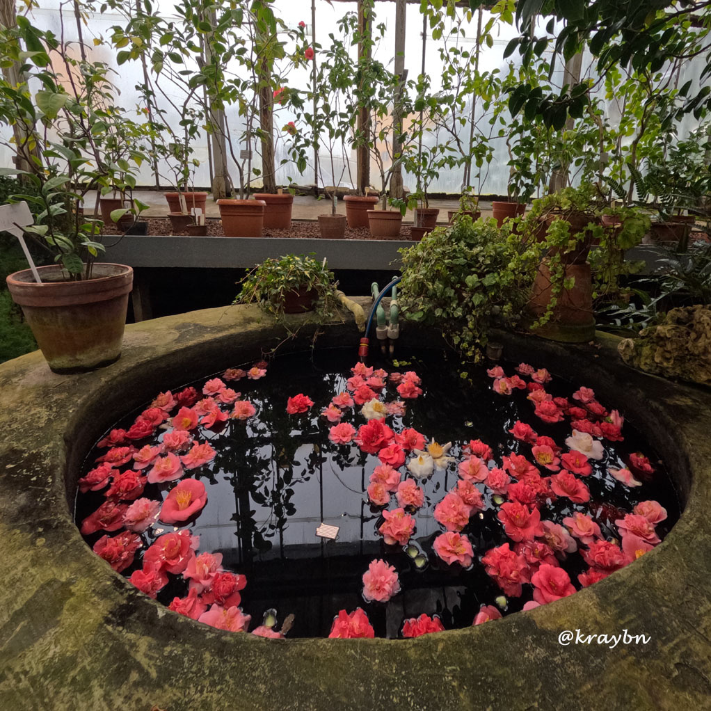 Живые бутоны камелий в приудике Ботанического сада