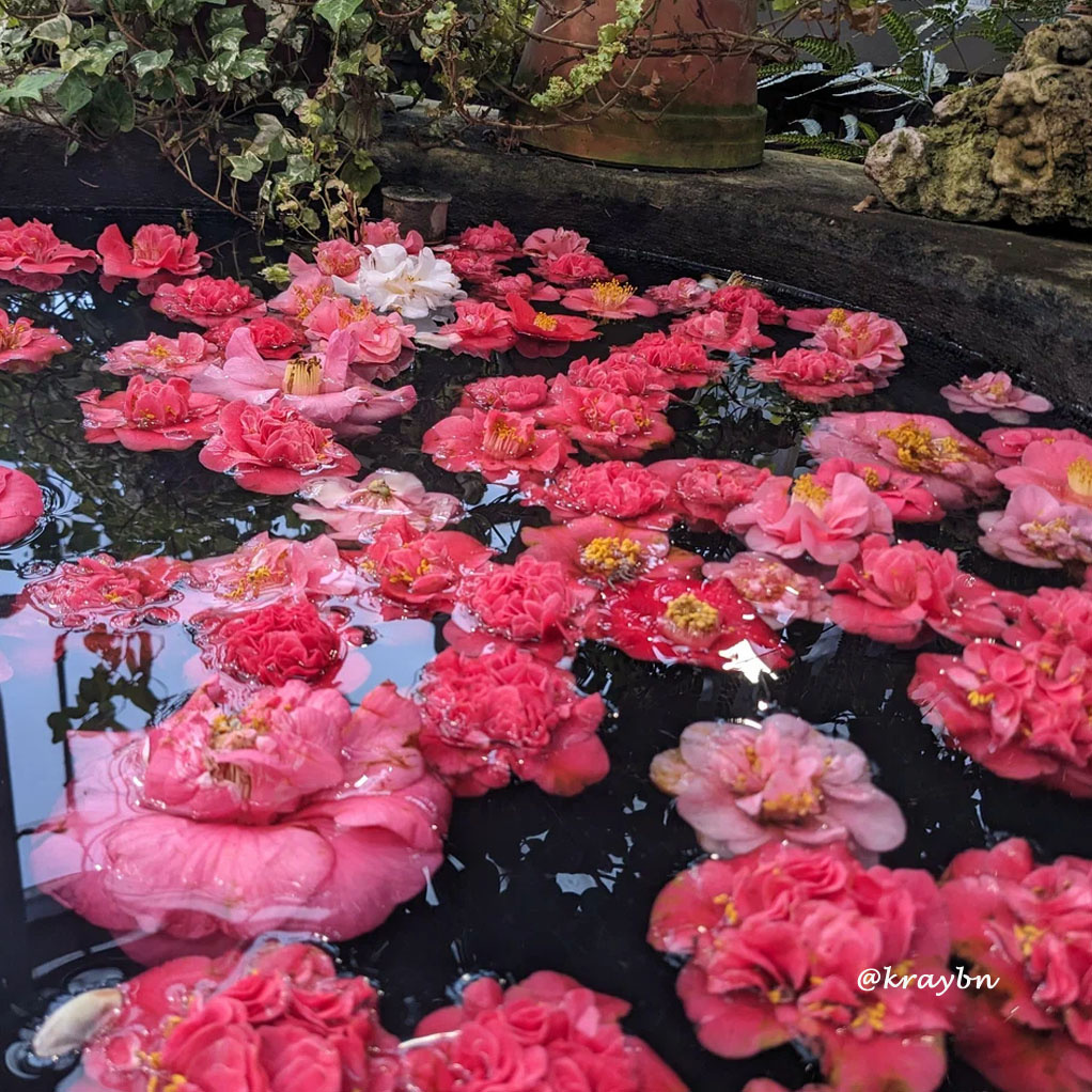 Живые бутоны камелий в приудике Ботанического сада