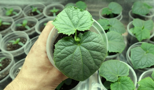 Рассада огурцов