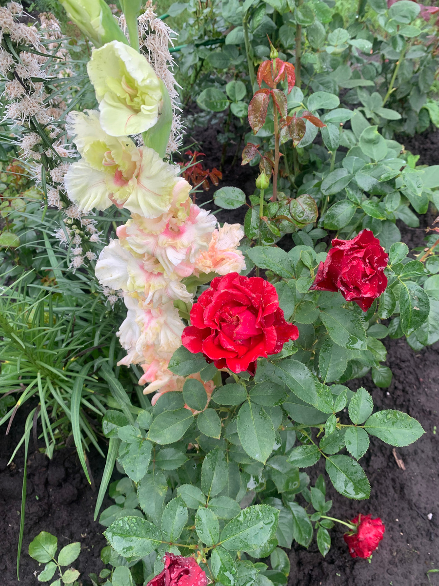 гладиолус Снегирь и роза Омаж а Барбара, все фото автора