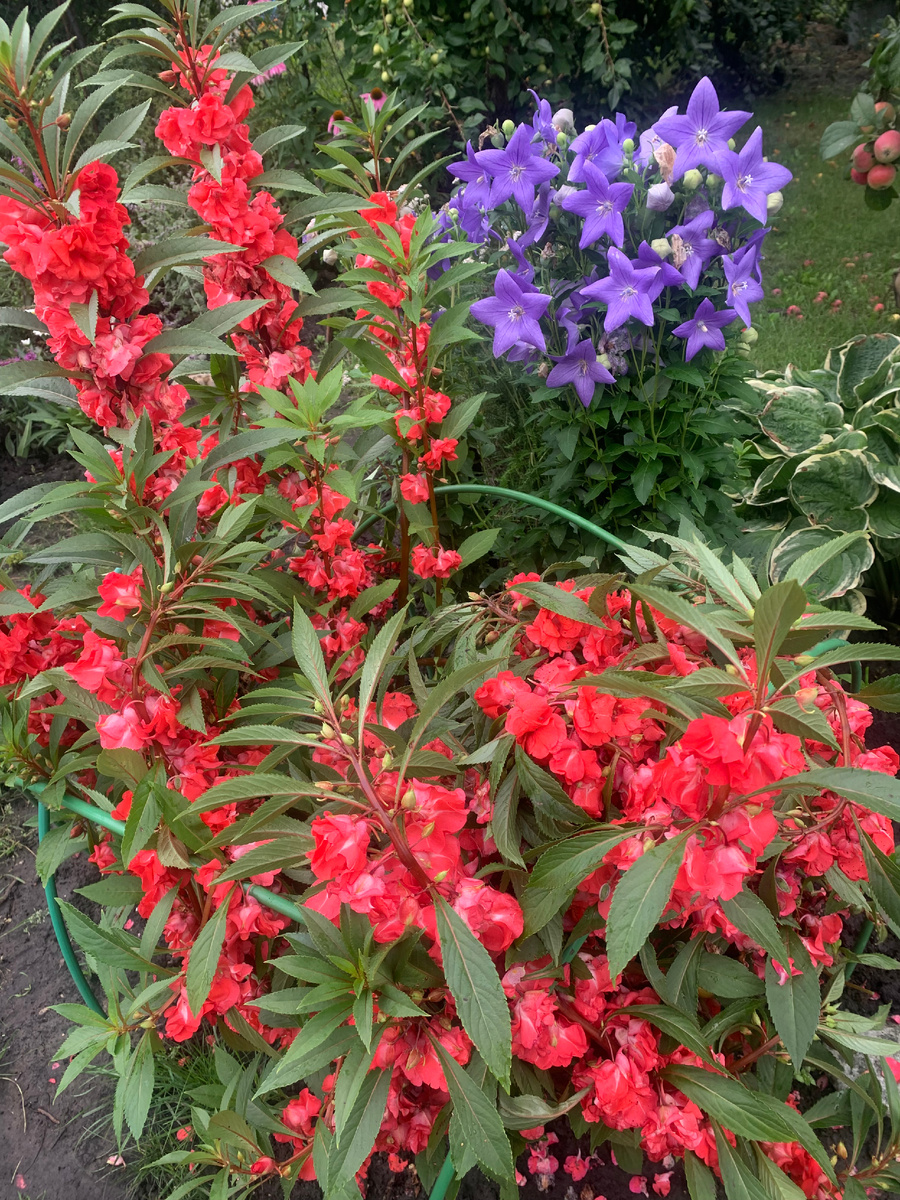 Бальзамин и колокольчик Платикодон.