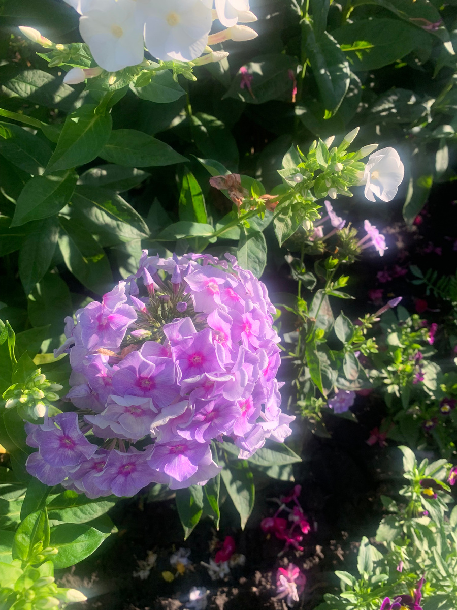 флокс, все фото автора