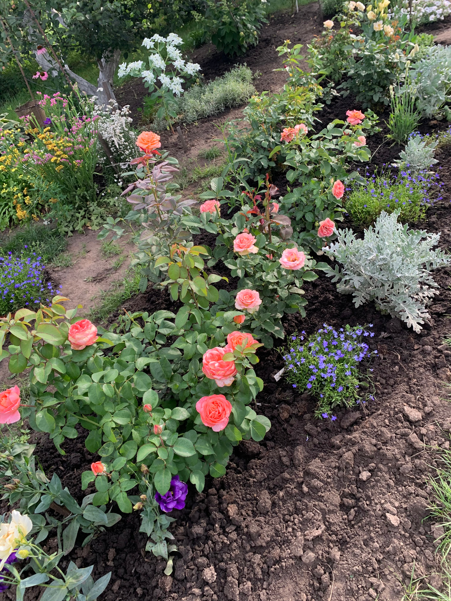 розарий Солнечный, все фото автора