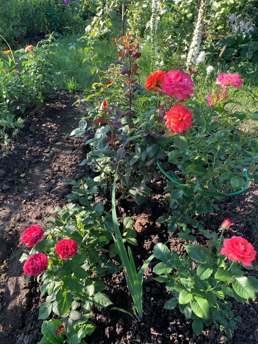 розарий Красный.