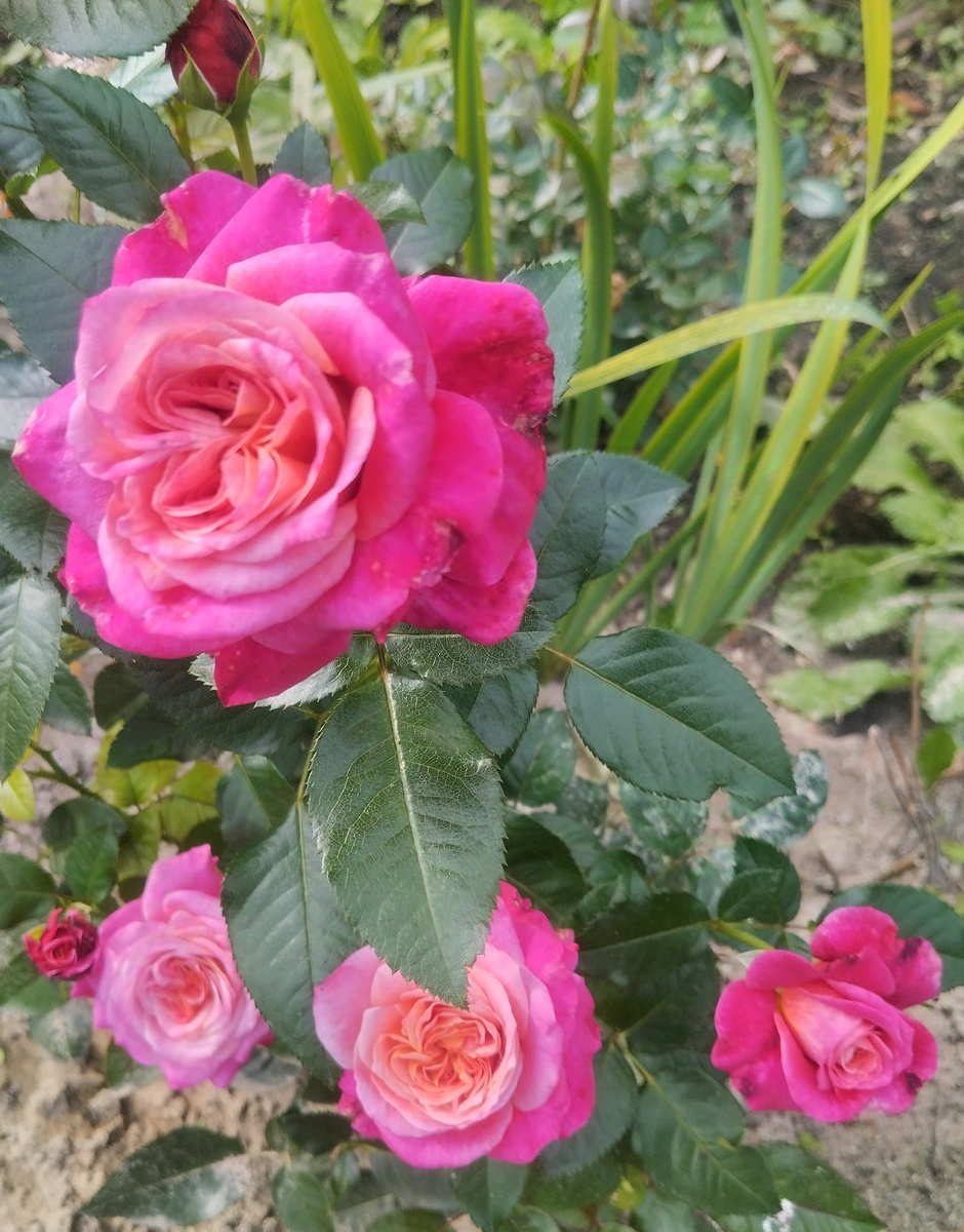 роза Сурир де Довиль, фото Татьяны