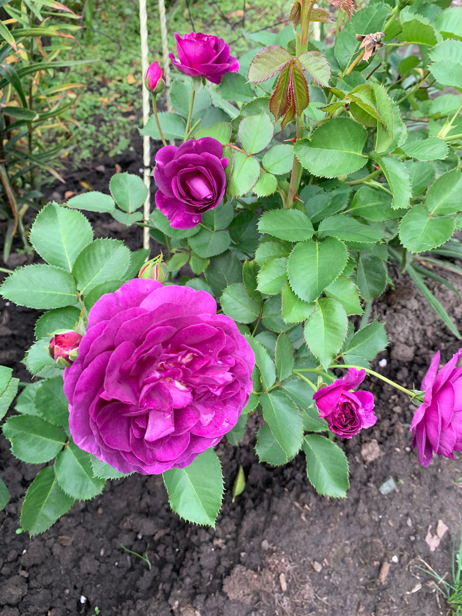 роза Минерва, фото автора