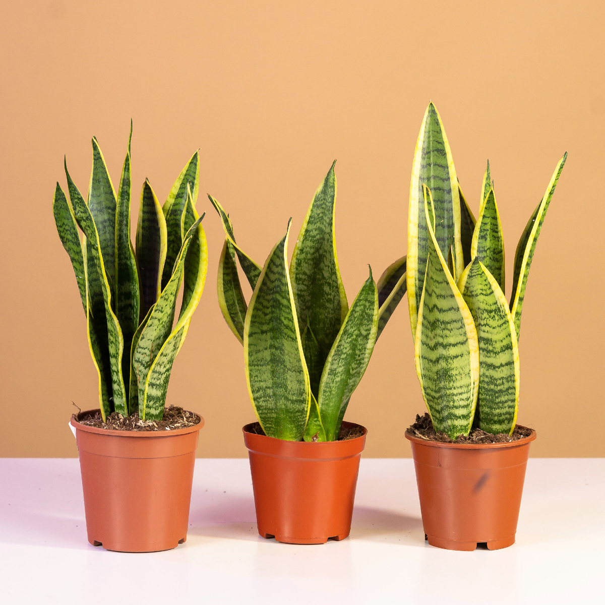 Сансевиерия