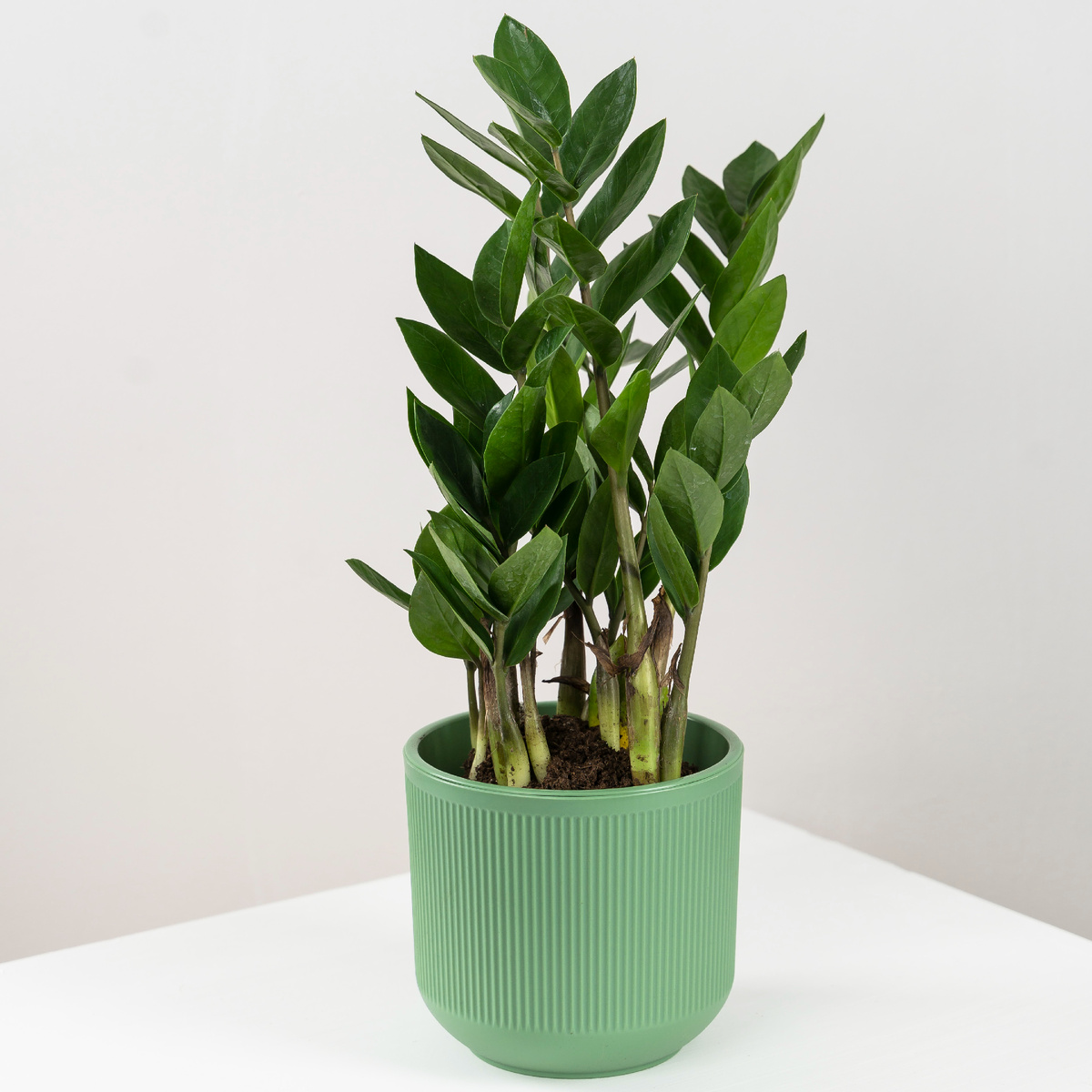 Замиокулькас 