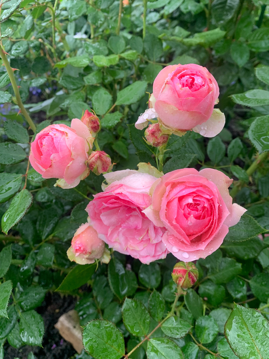 Роза Леди Ферст, фото автора