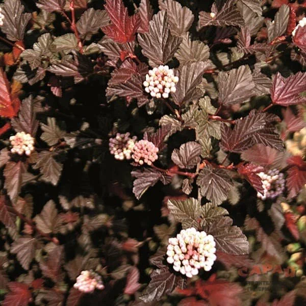 Дама в Красном