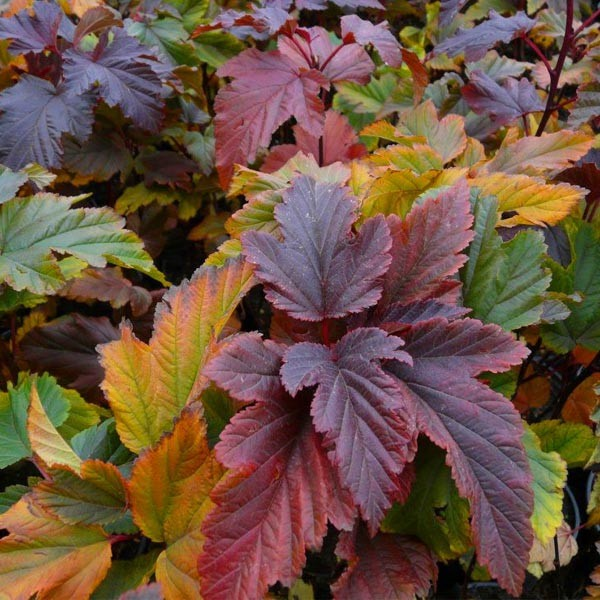 Пузыреплодник Ждеховице