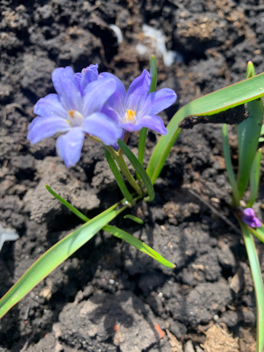 крокус, фото автора