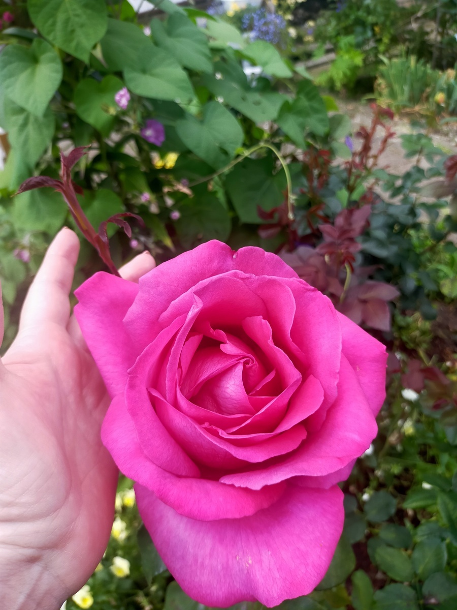 роза Пароль, фото Mariya Savinova