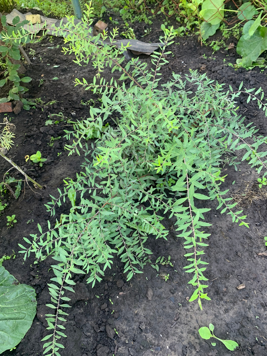 ива серая, фото автора